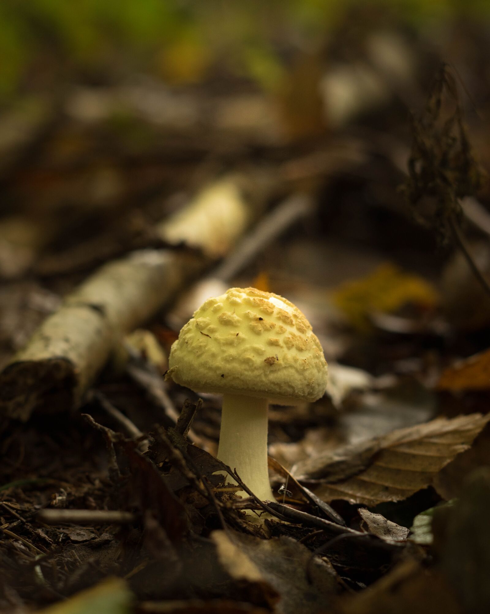 Pentax smc DA 50mm F1.8 sample photo. Mushroom, nature, colours photography