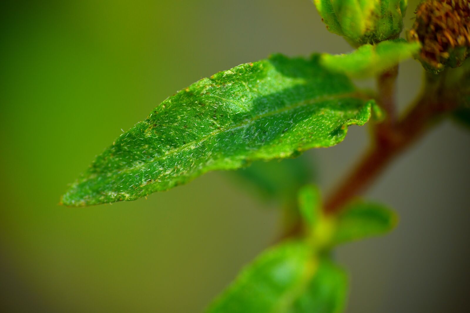 Nikon D5600 sample photo. Small leaf, macro, nascent photography