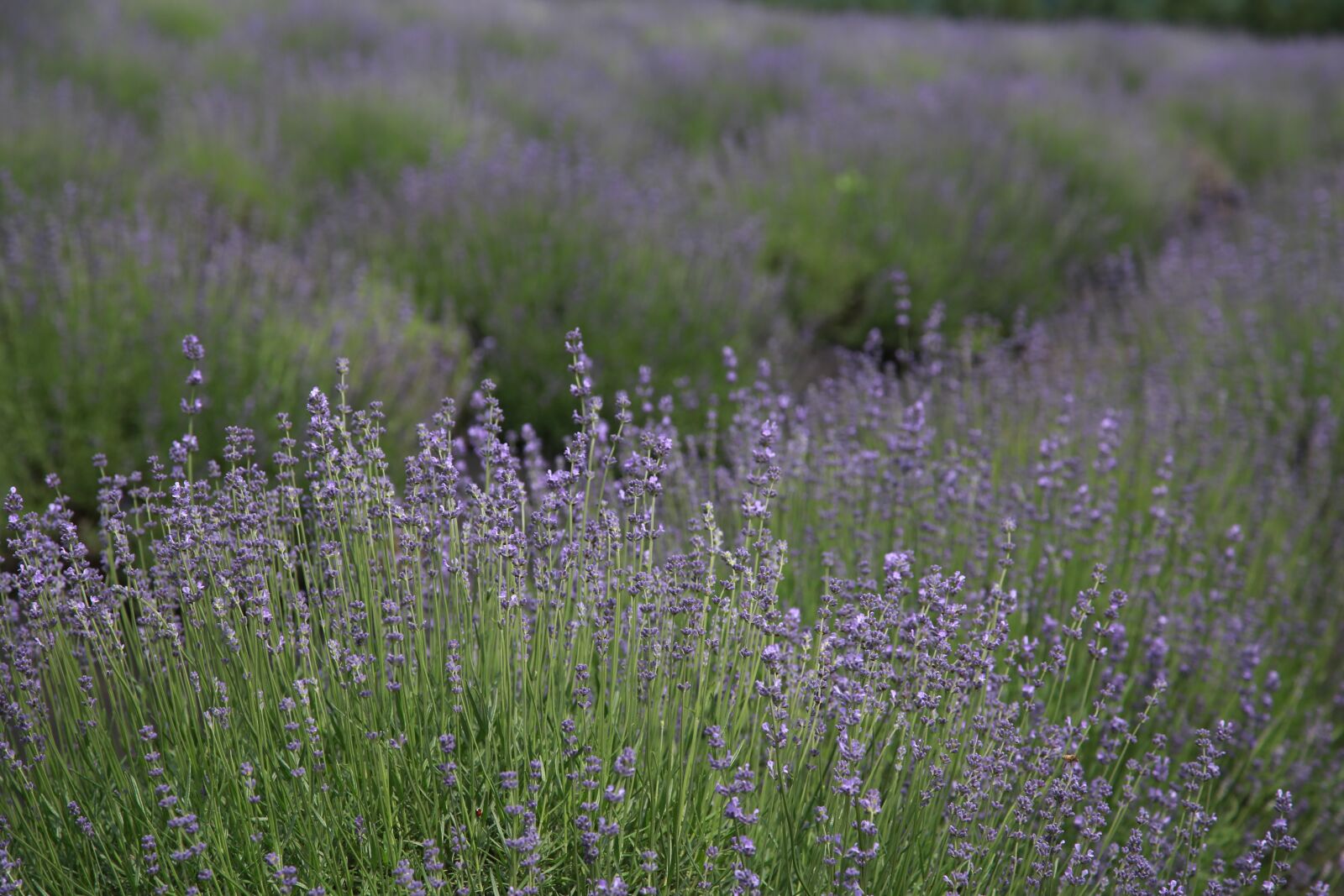 Canon EOS 6D + Canon EF 24-105mm F4L IS USM sample photo. Lavender, field, flowers photography