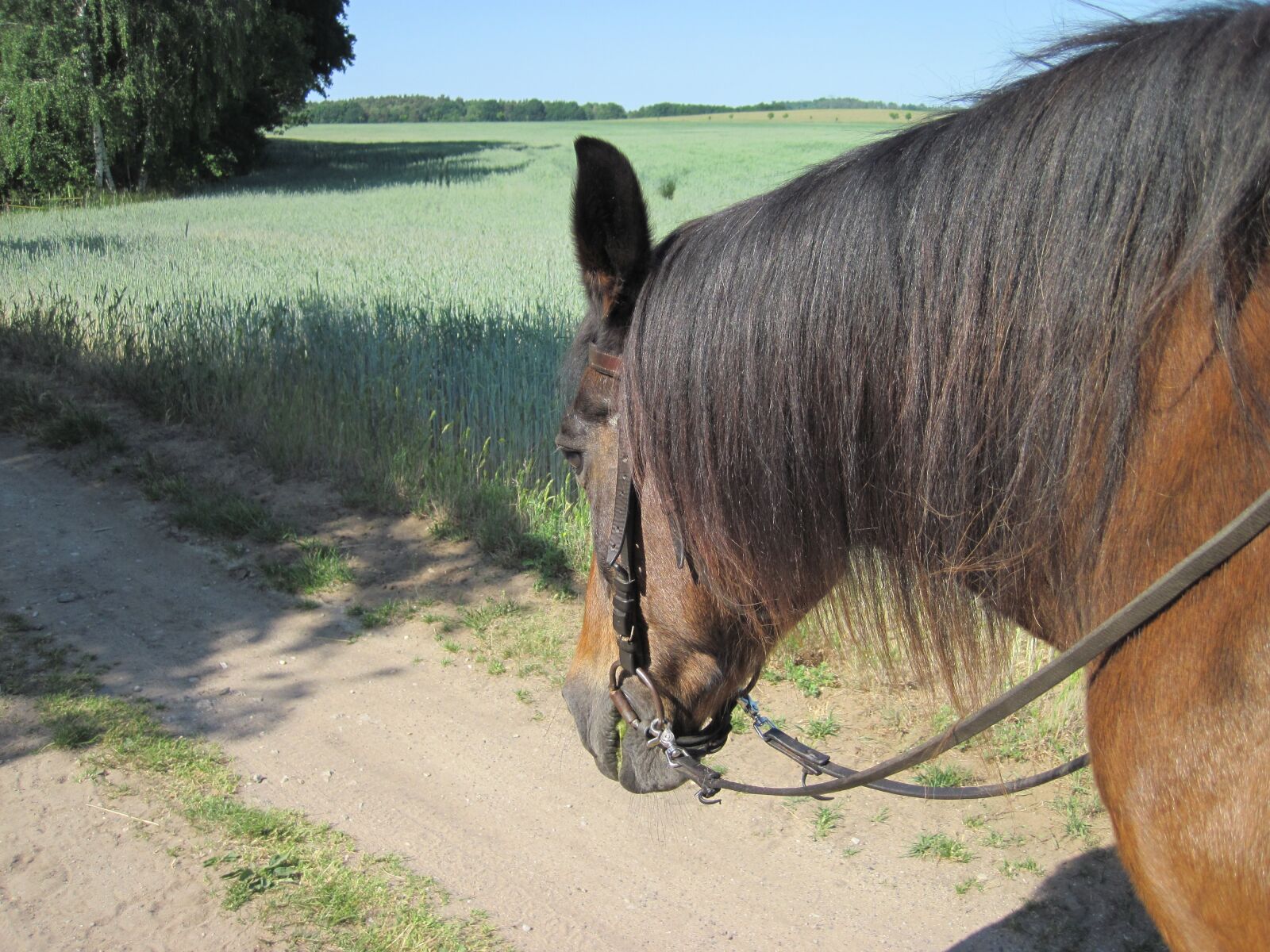 Canon PowerShot D10 sample photo. Pony, ride, horse photography