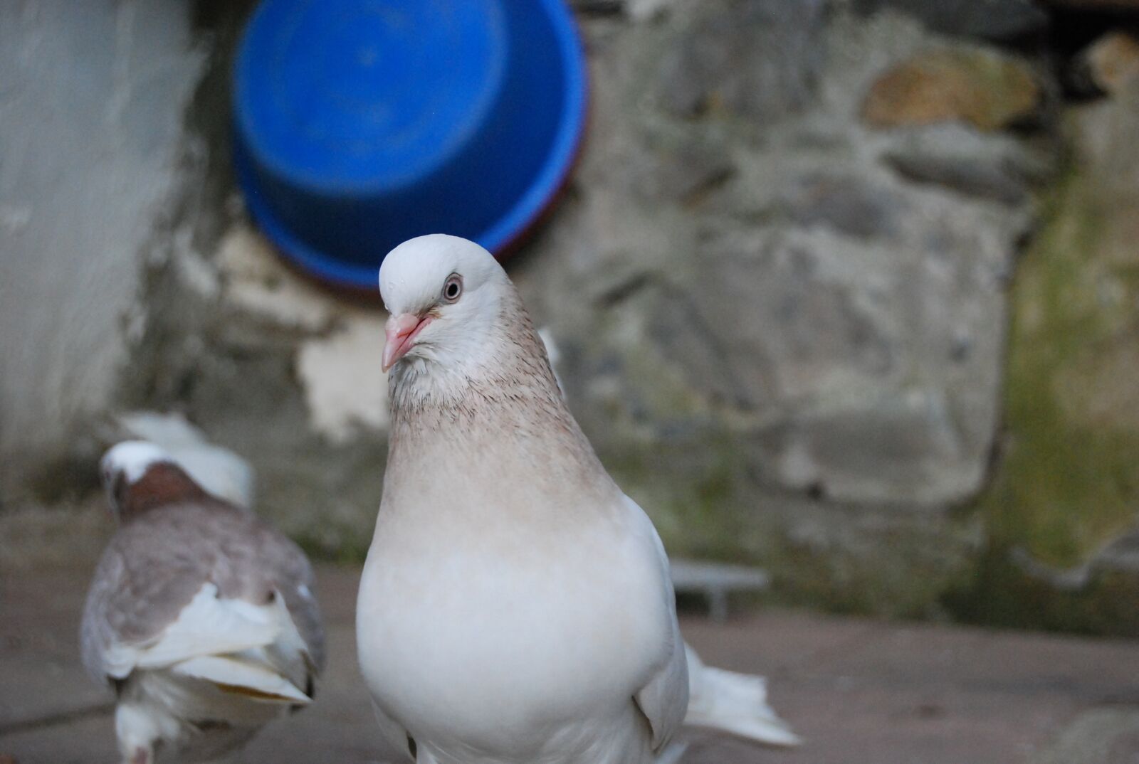 Nikon D40X sample photo. Pigeon, bird, animal photography