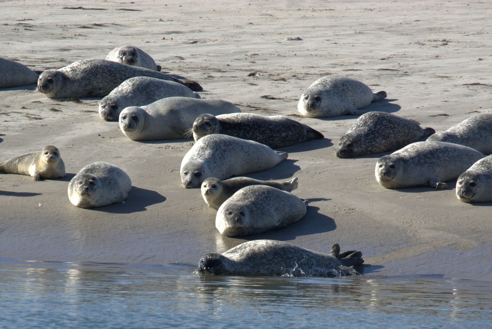 Nikon D5200 sample photo. Crawl, grey seals, sandbar photography