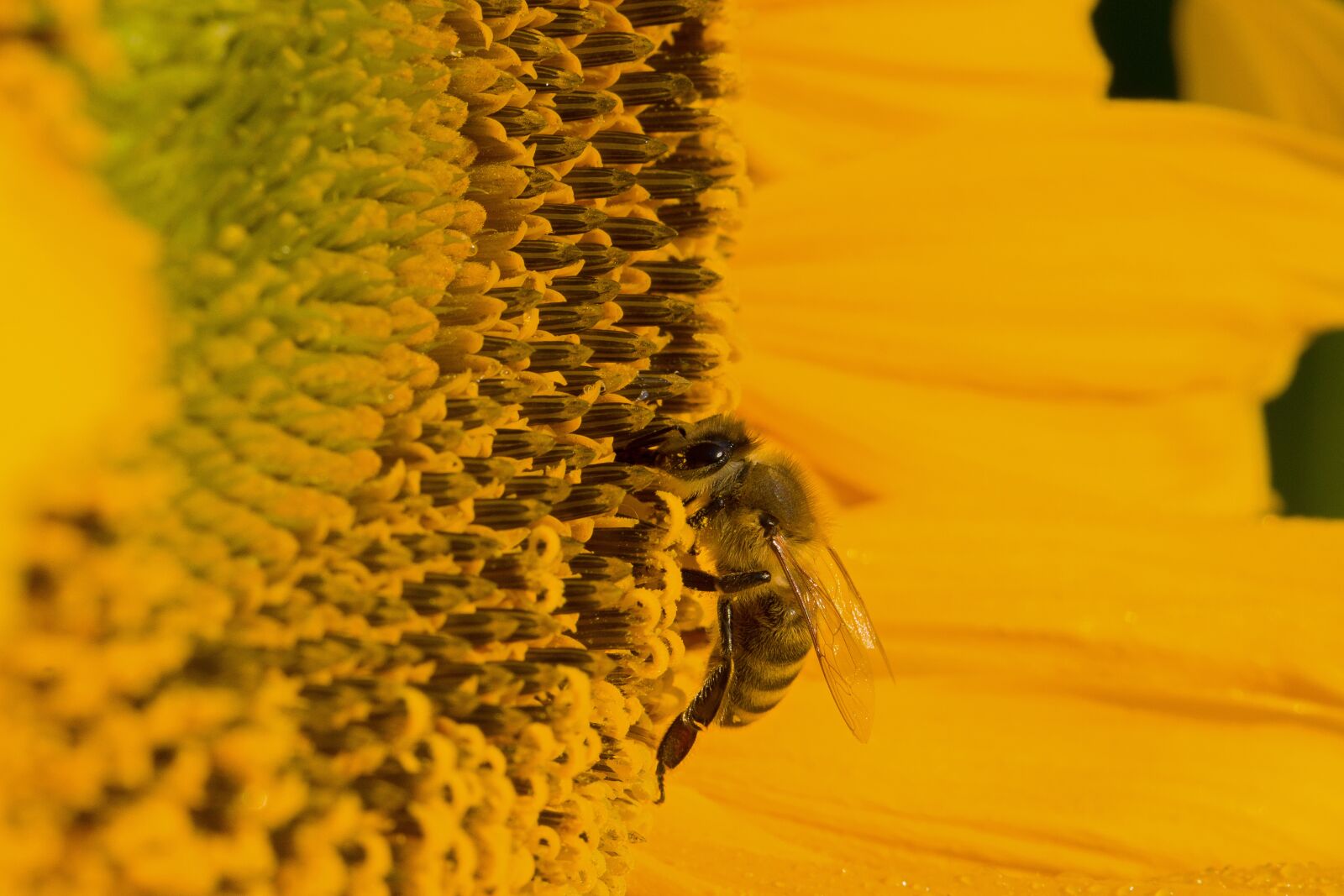 Canon EF 100mm F2.8L Macro IS USM sample photo. Sunflower, blossom, bloom photography