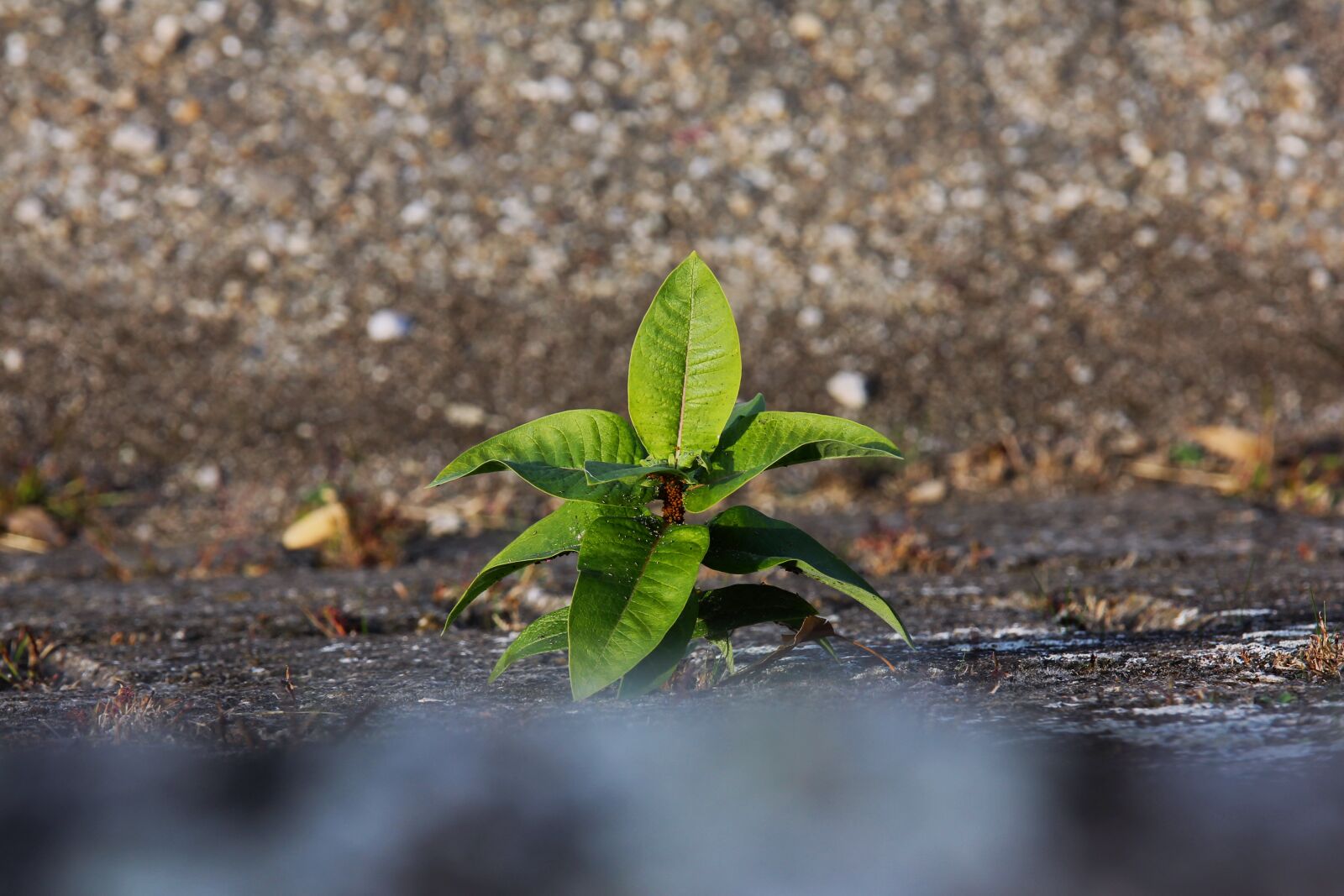 Tamron 70-210mm F4 Di VC USD sample photo. Plant, green, nature photography
