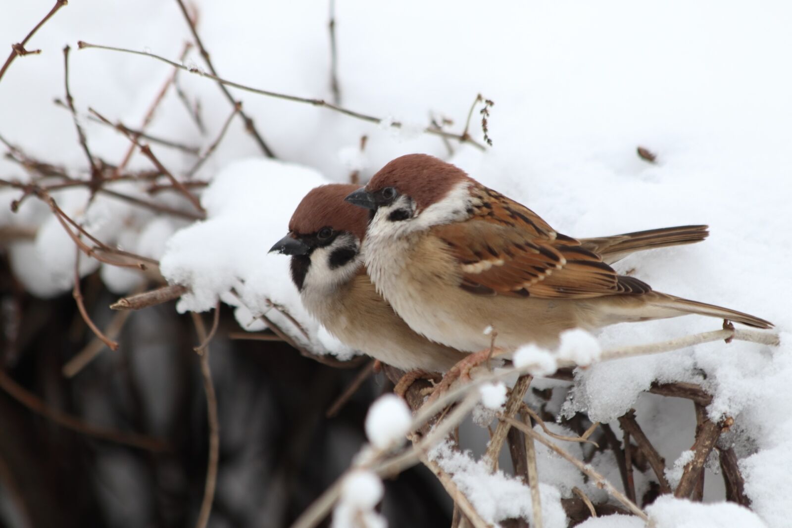 Canon EOS 77D (EOS 9000D / EOS 770D) sample photo. Bird, nature, living nature photography
