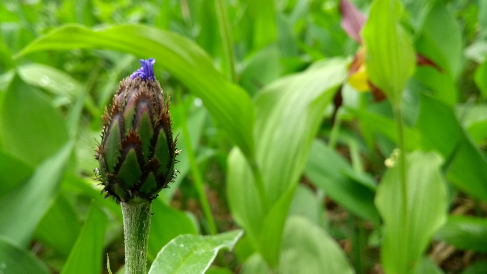 Motorola Moto G (5th Gen) sample photo. Nature, leaf, plant photography