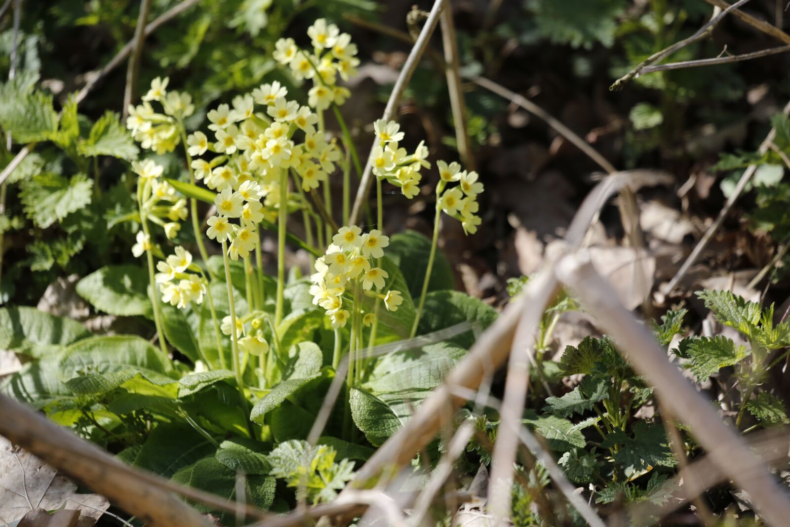 Canon EF 100-400mm F4.5-5.6L IS USM sample photo. Cowslip, spring, yellow photography