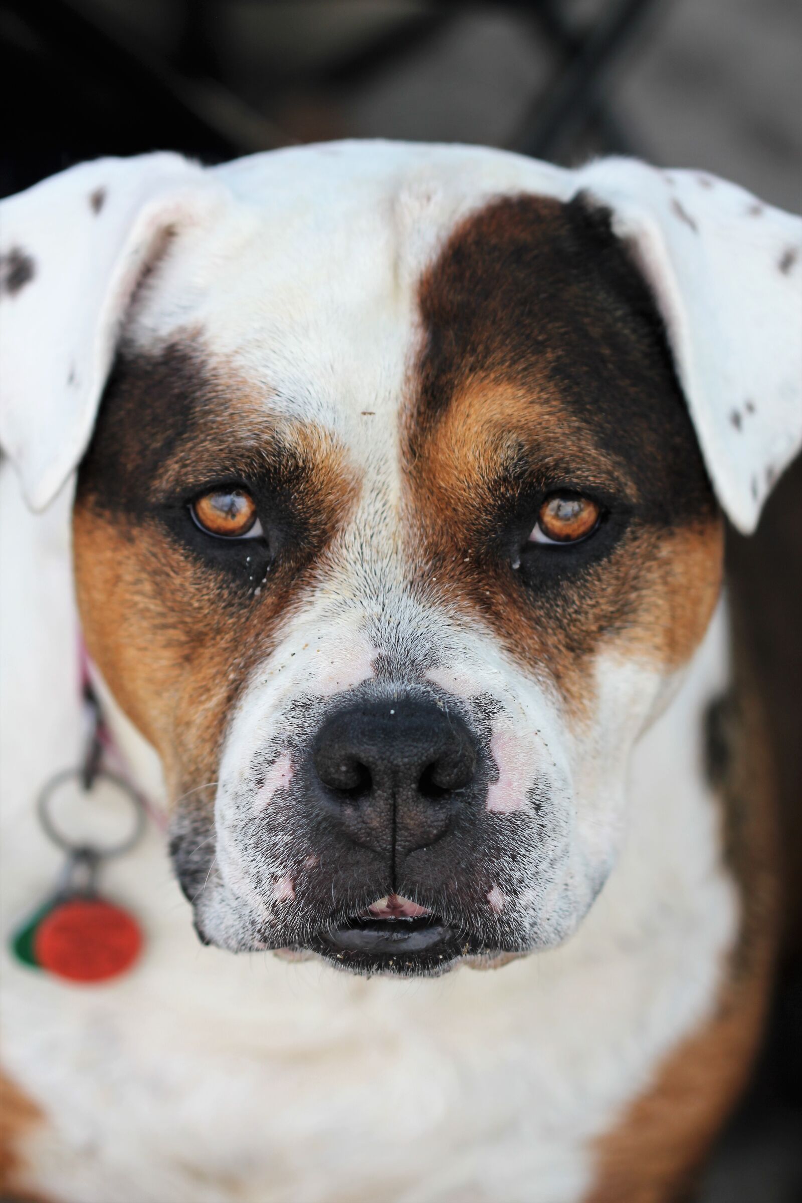 Canon EOS 550D (EOS Rebel T2i / EOS Kiss X4) sample photo. Dog, puppy, pet photography