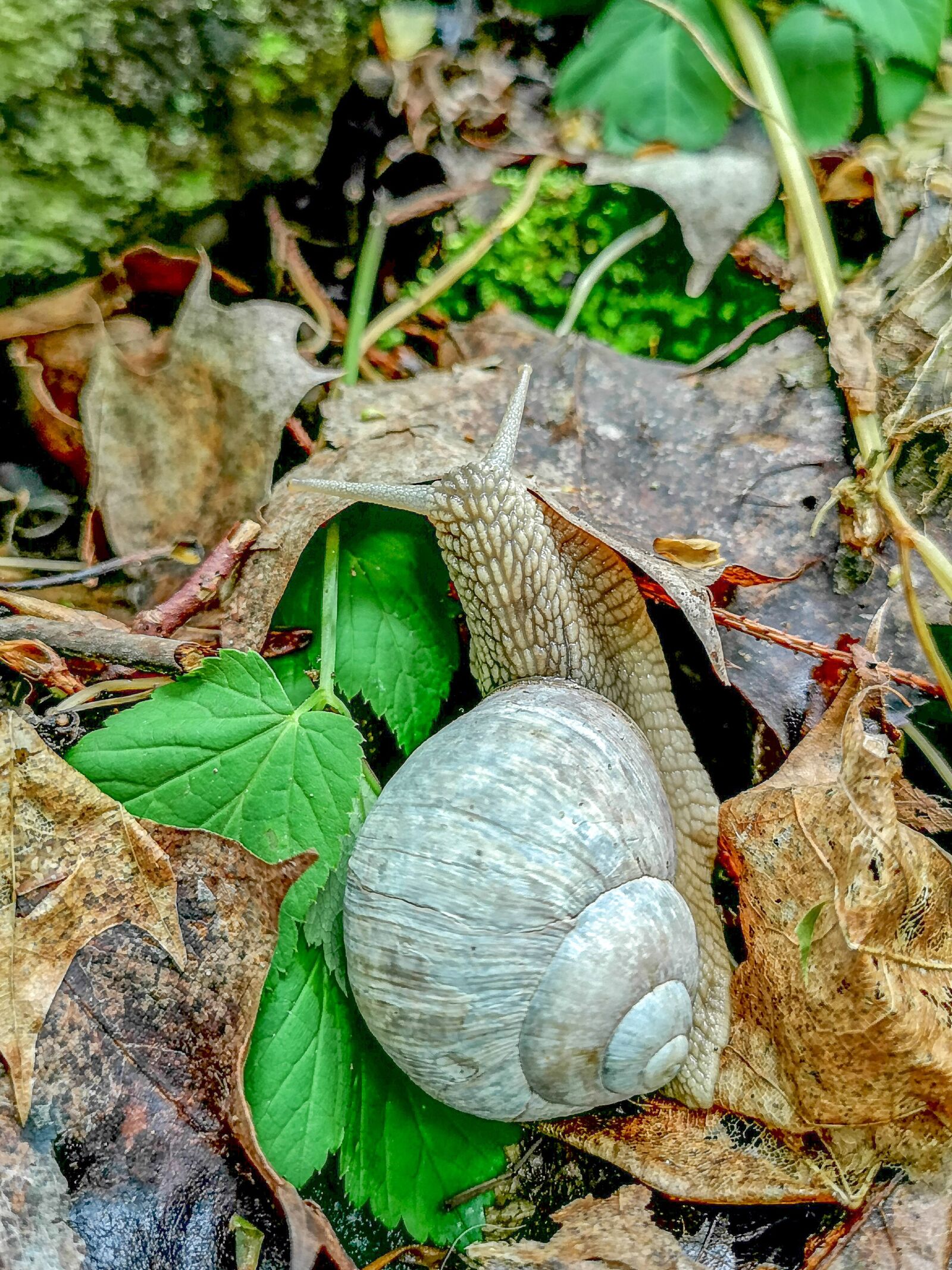 HUAWEI CLT-L29 sample photo. Snail, leaf, nature photography
