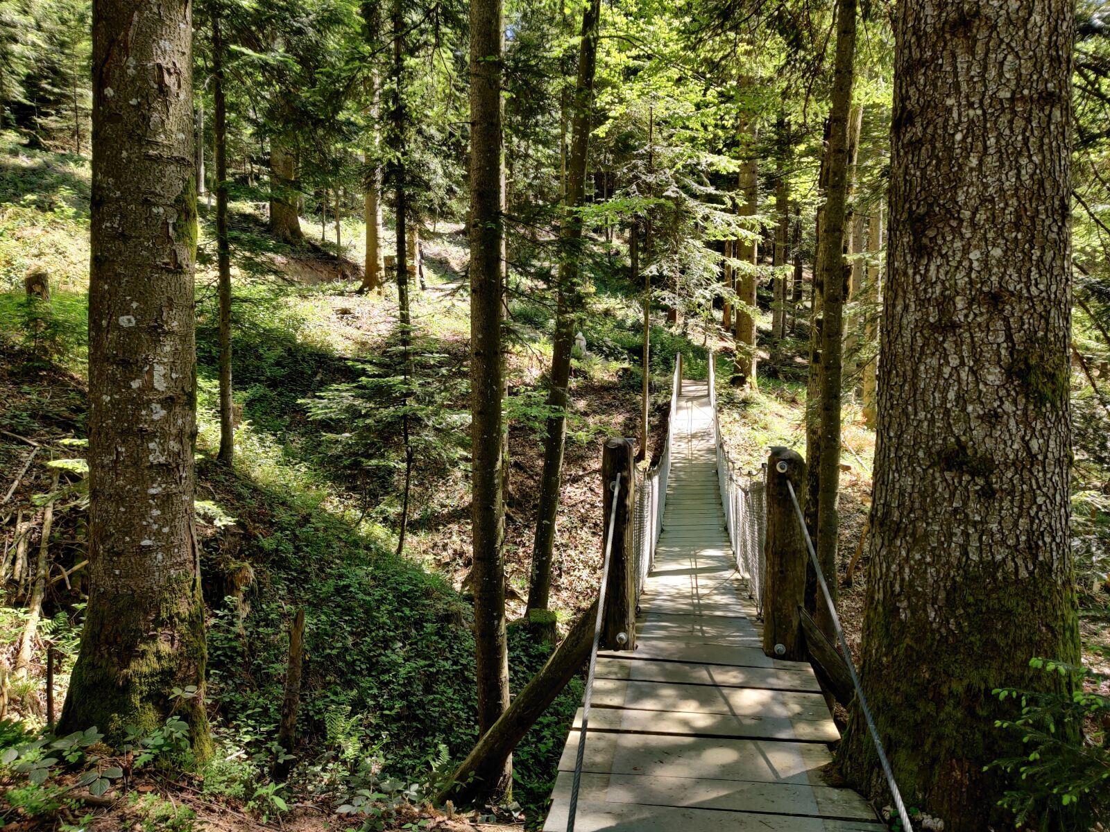 OnePlus GM1913 sample photo. Nature, forest, bridge photography