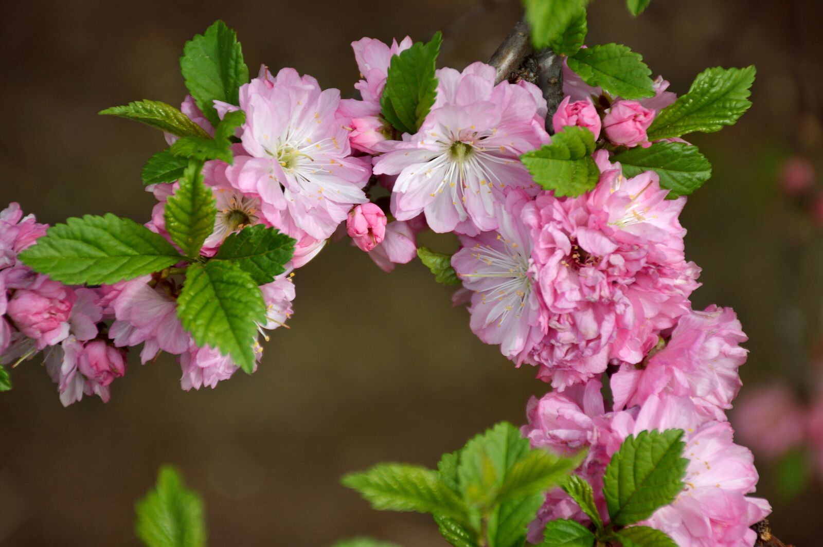 Nikon D3200 sample photo. Bloom, sakura, branch photography