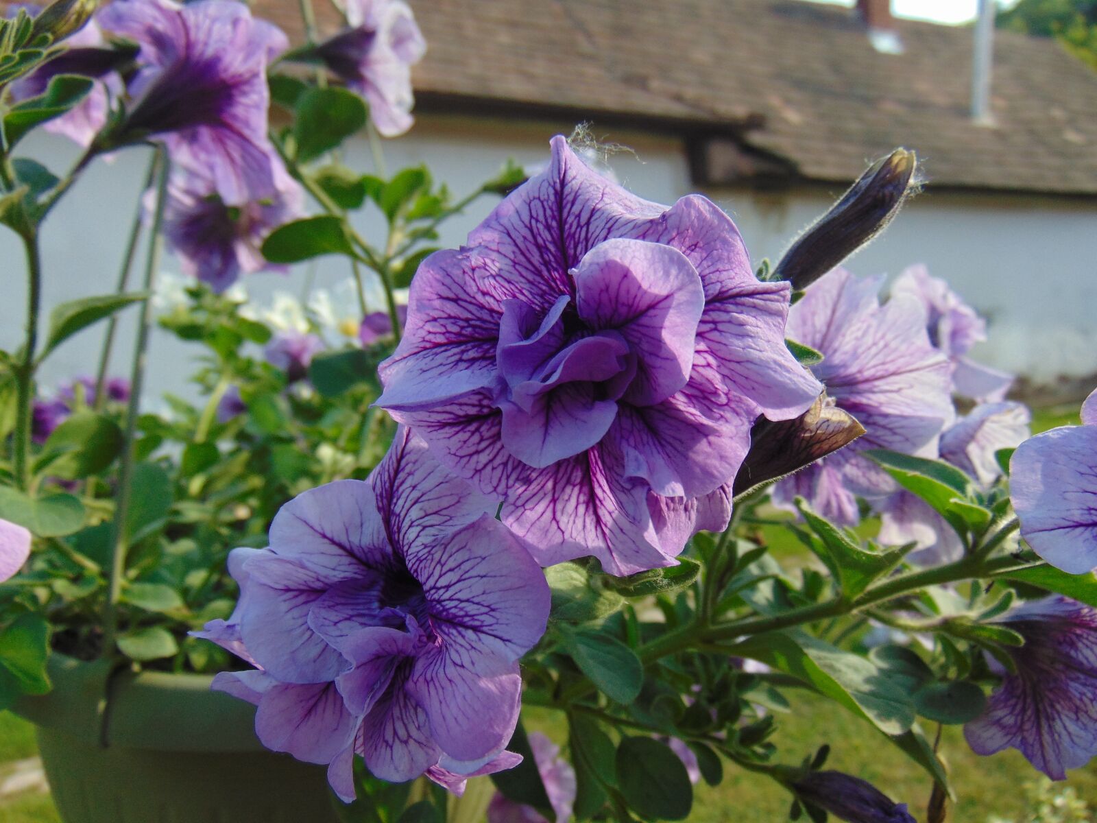 Sony Cyber-shot DSC-H300 sample photo. Petunia, flower, plant photography