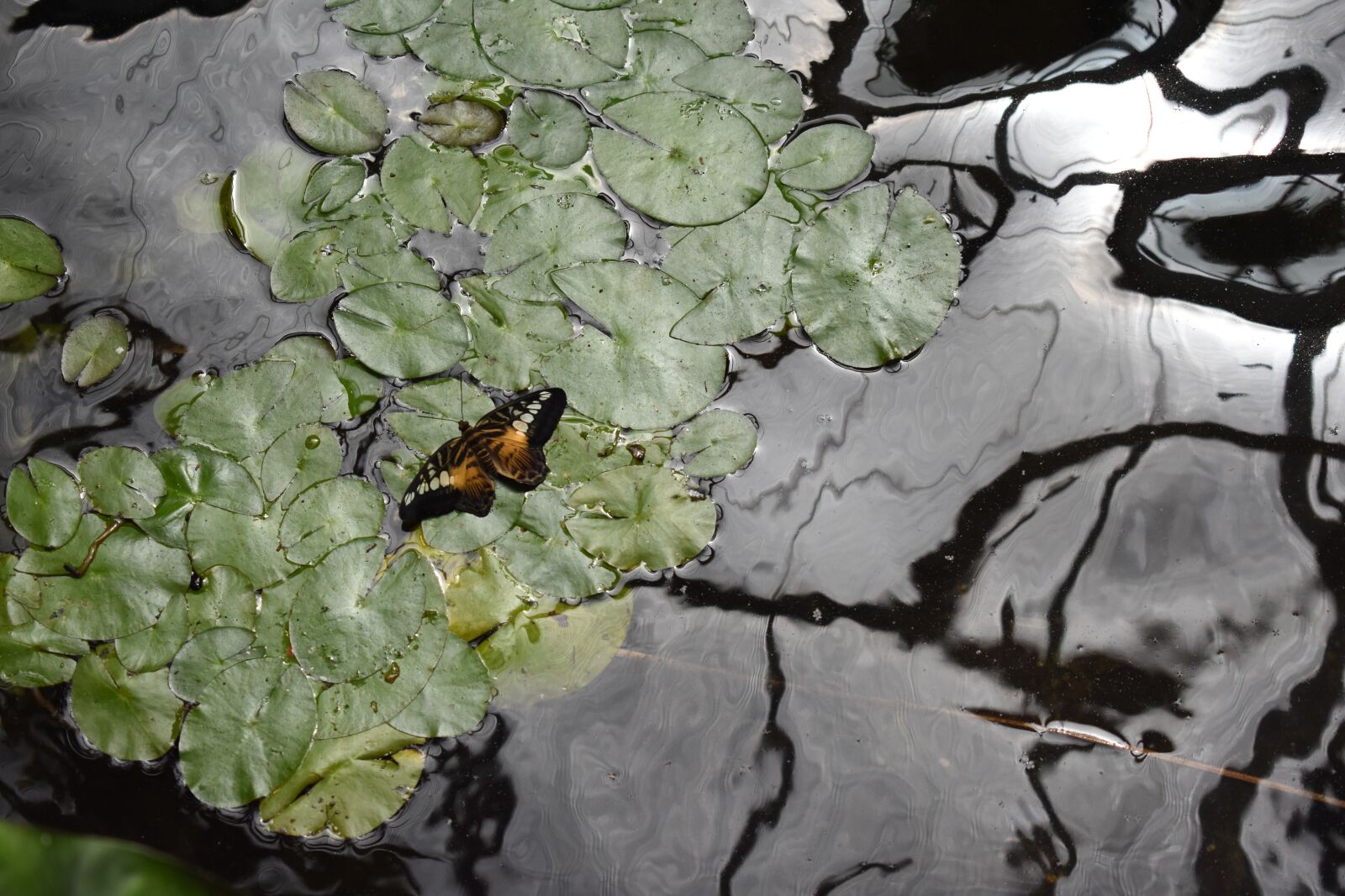 Nikon D3400 sample photo. Butterfly, pond, insect photography