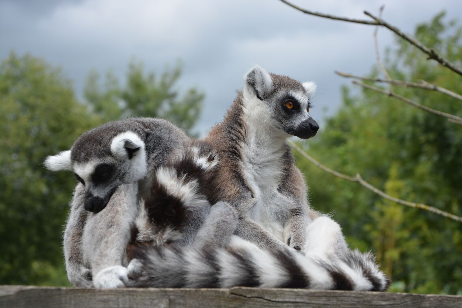 Nikon D5200 sample photo. Lemurs, monkeys, monkey photography