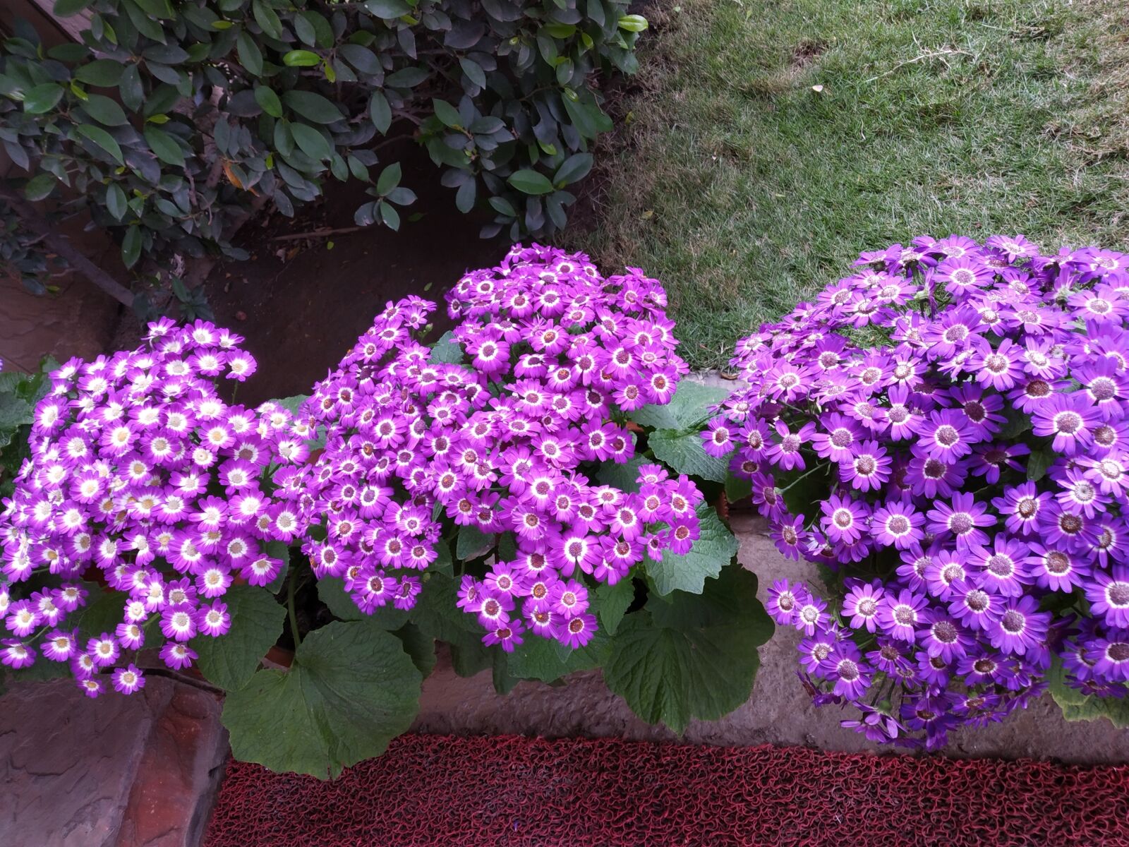 Xiaomi Redmi Y2 sample photo. Flower, purpleflower, blossom photography