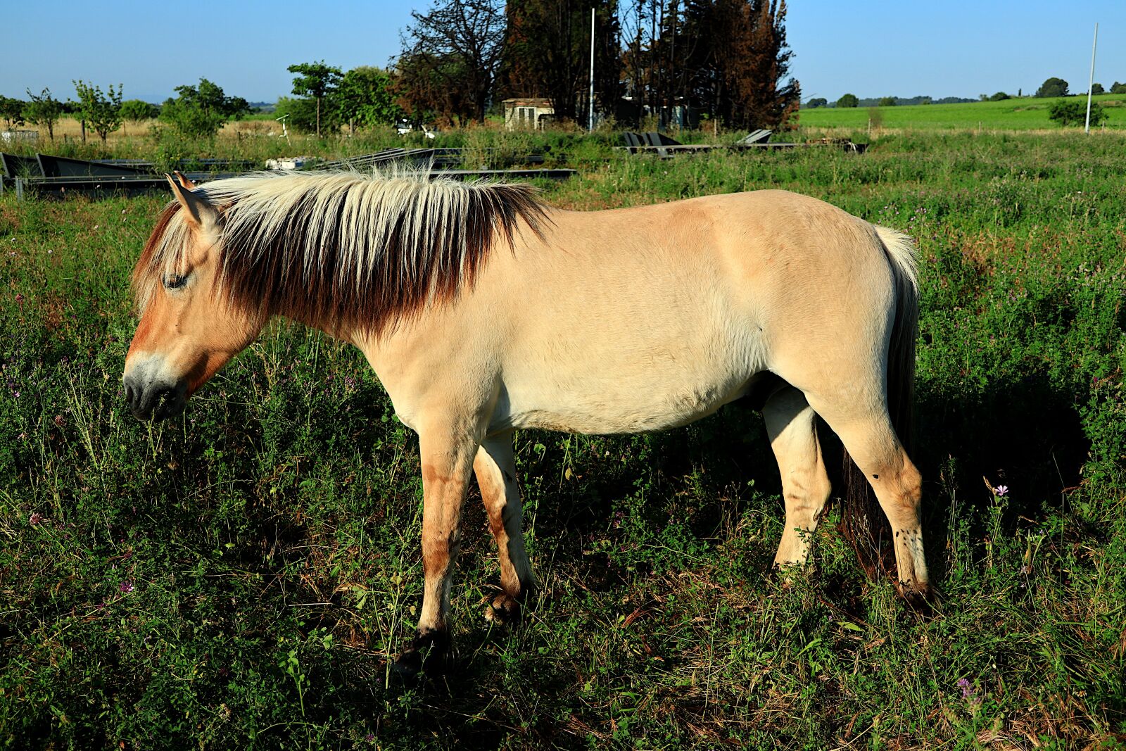 Canon PowerShot G1 X Mark III sample photo. Animal, horse, equine photography