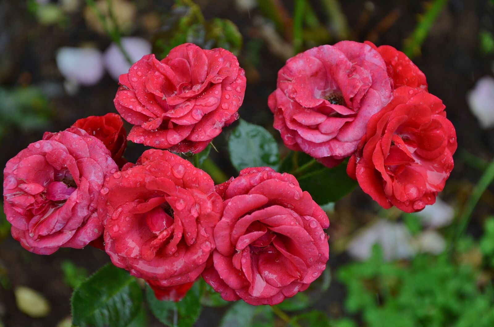 Nikon D7000 sample photo. Rose, flower, floral photography