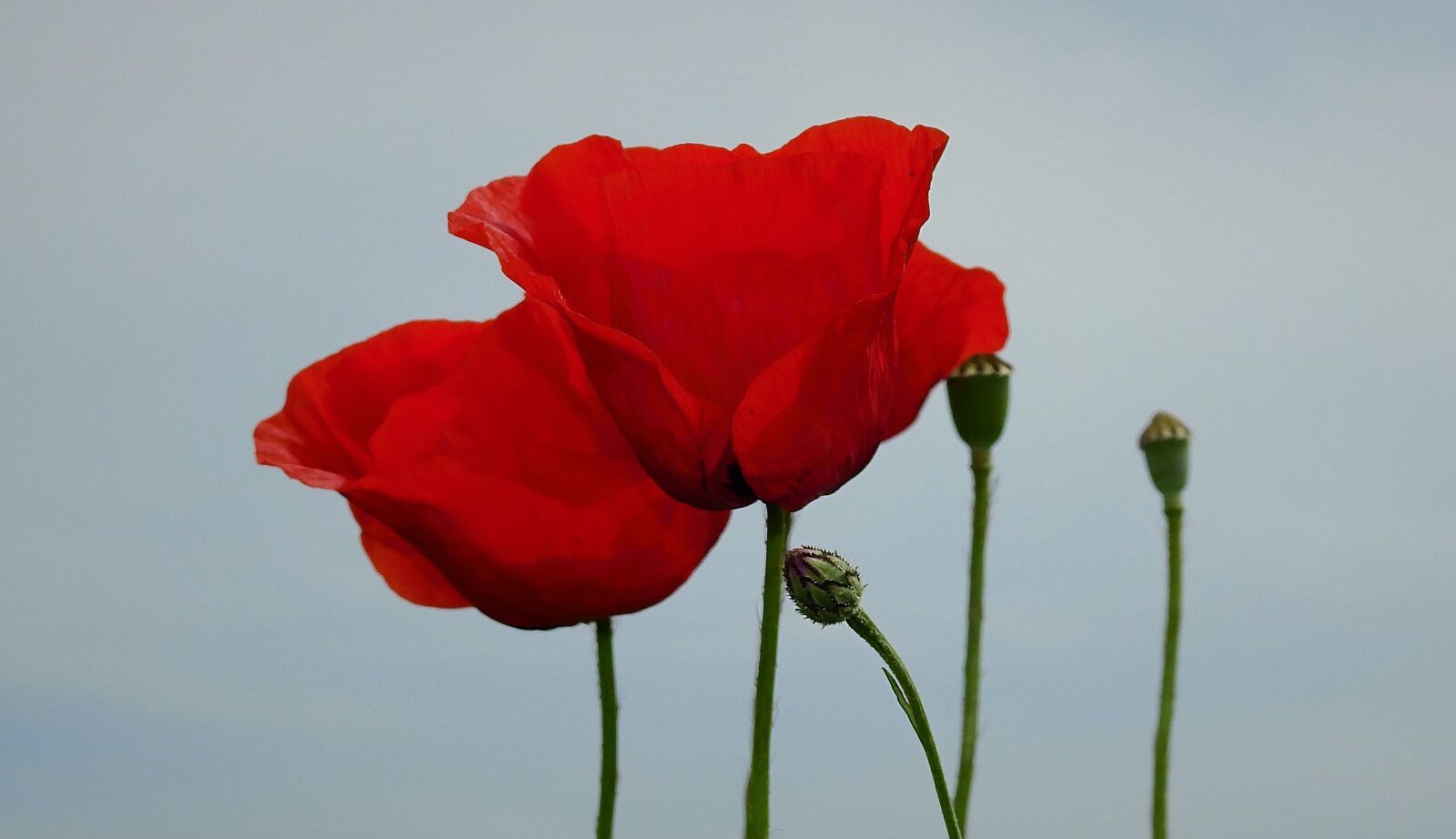 Nikon Coolpix P900 sample photo. Poppies, field, flowers photography