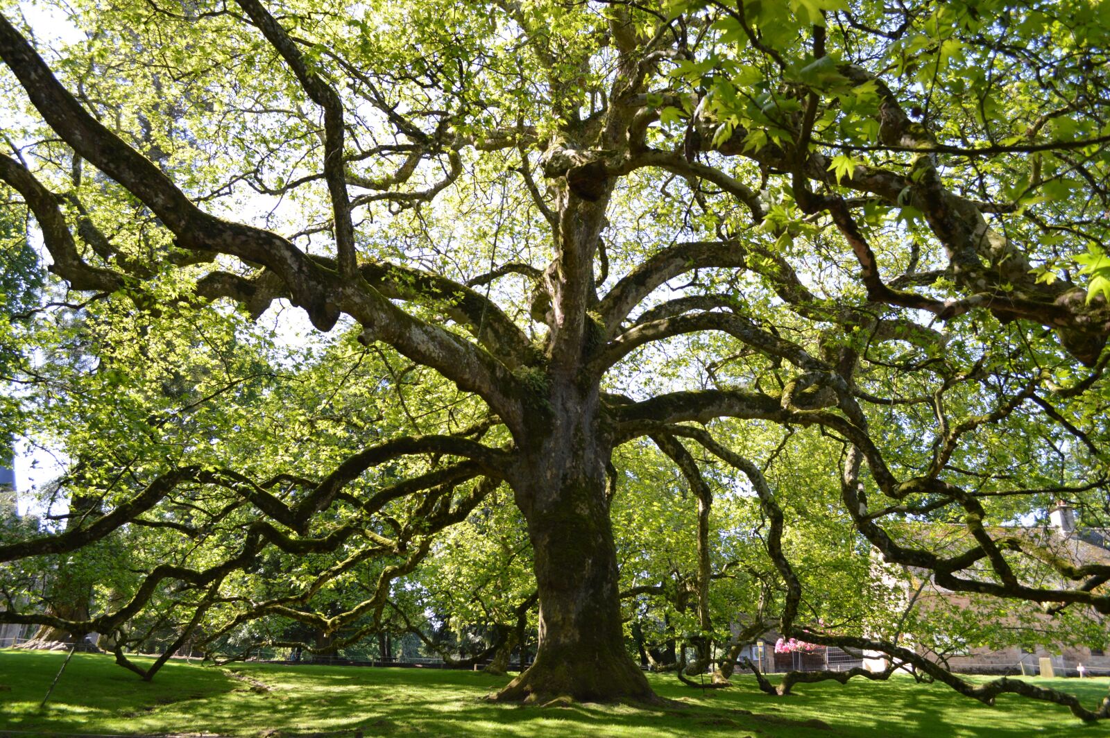 Nikon D3200 sample photo. Tree, branches, nature photography