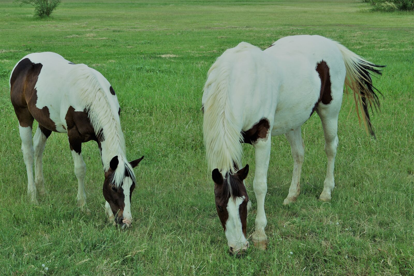 Pentax K-S2 sample photo. Horses, equine, pasture photography