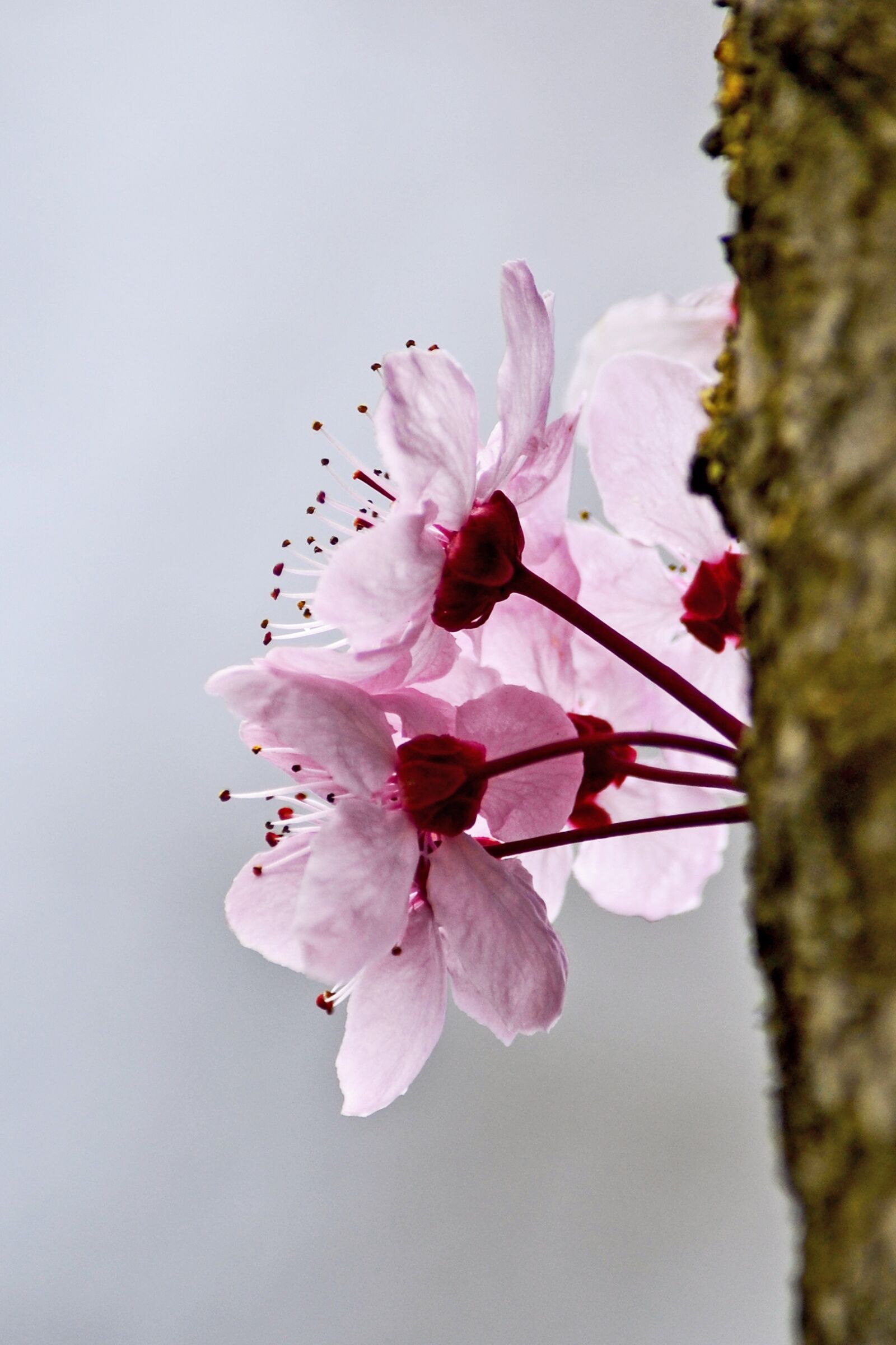Nikon D3100 sample photo. Blossom, spring, flower photography