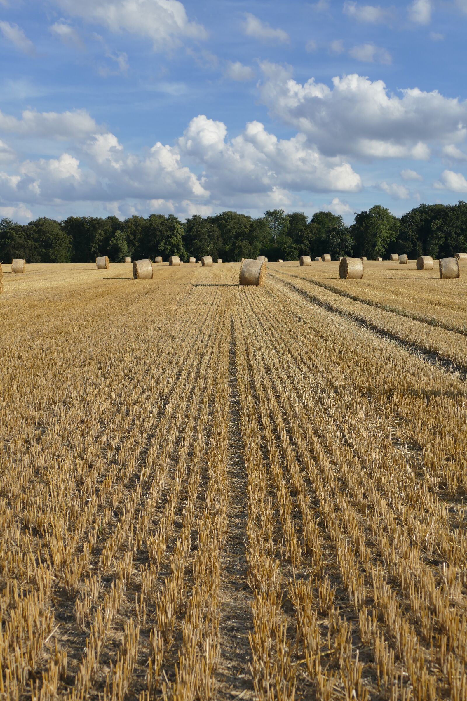 Panasonic Lumix DMC-FZ1000 sample photo. Nature, hay bales, arable photography