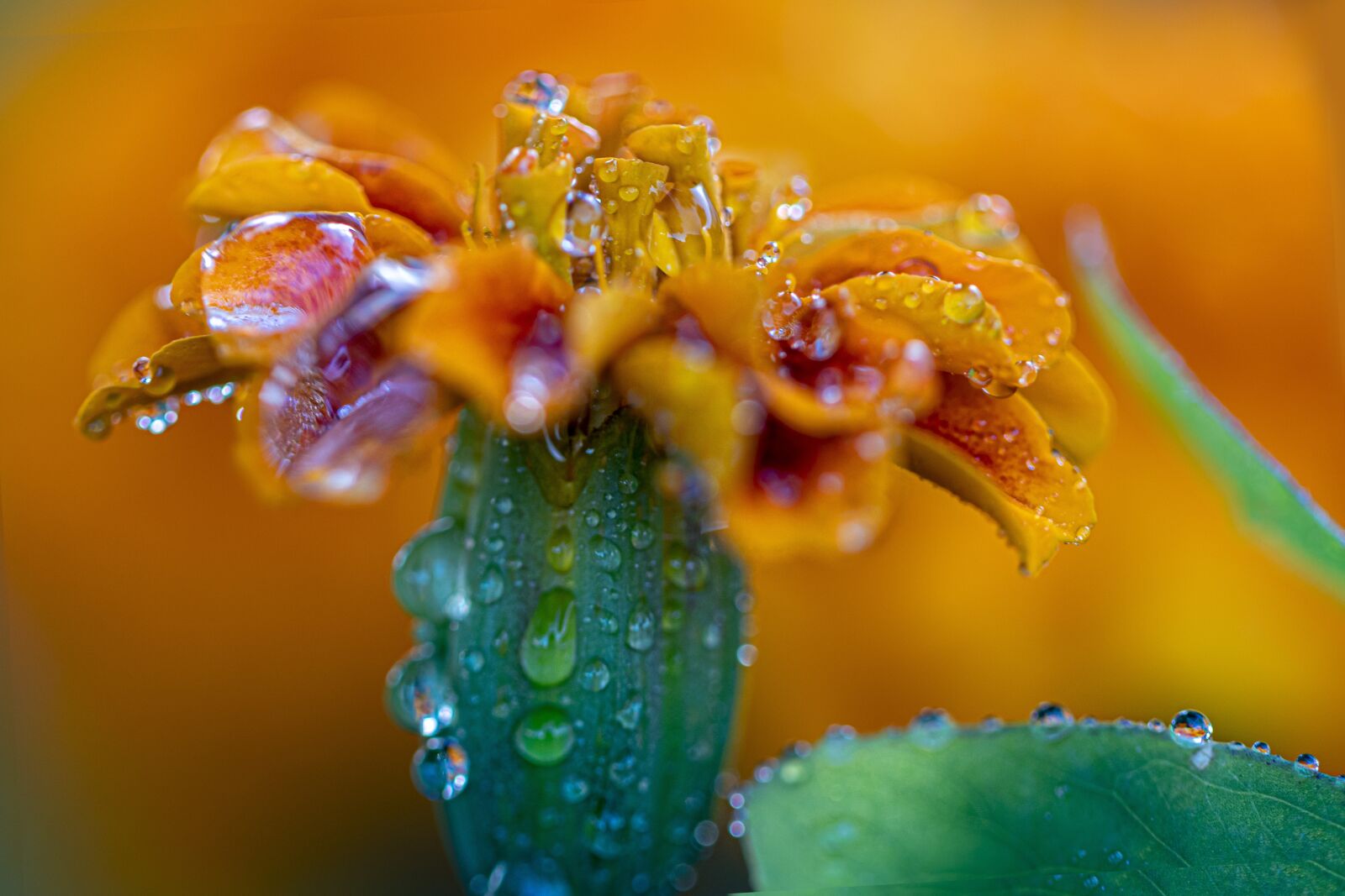 Canon EF 100mm F2.8L Macro IS USM sample photo. Macro, flower, drops of photography
