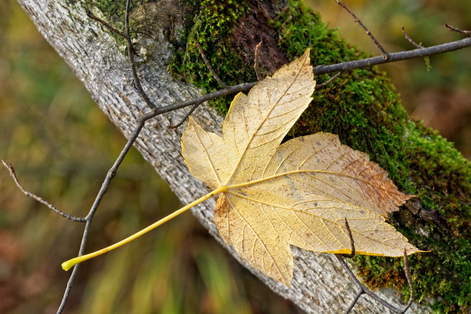 Sigma 105mm F2.8 EX DG OS HSM sample photo. Leaf, autumn, fall foliage photography
