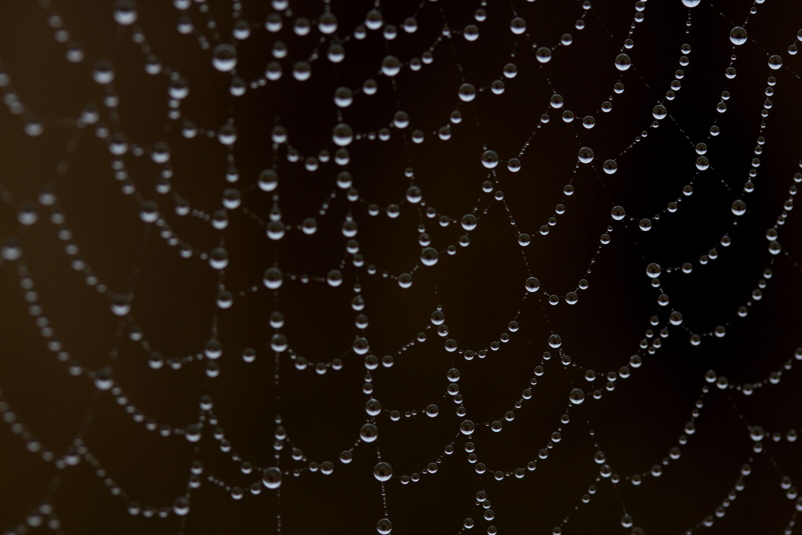 Canon EF-S 60mm F2.8 Macro USM sample photo. Spider web, wet, hooked photography