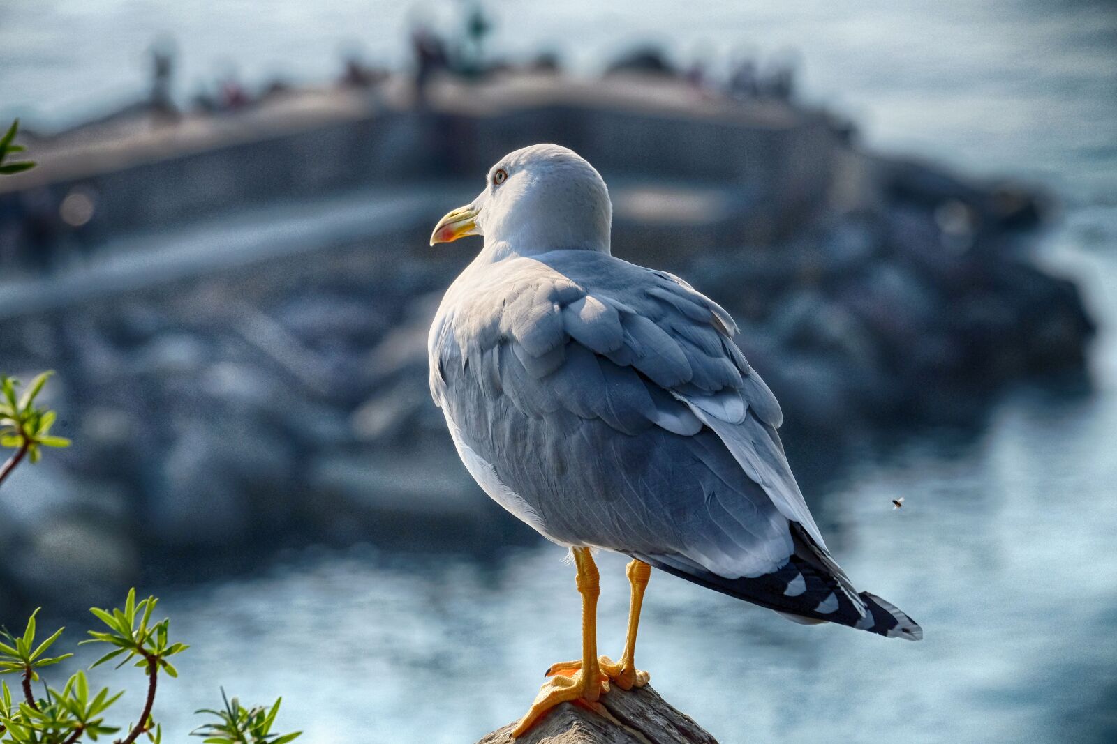 Fujifilm X-E2 sample photo. Seagull, sea, camogli photography