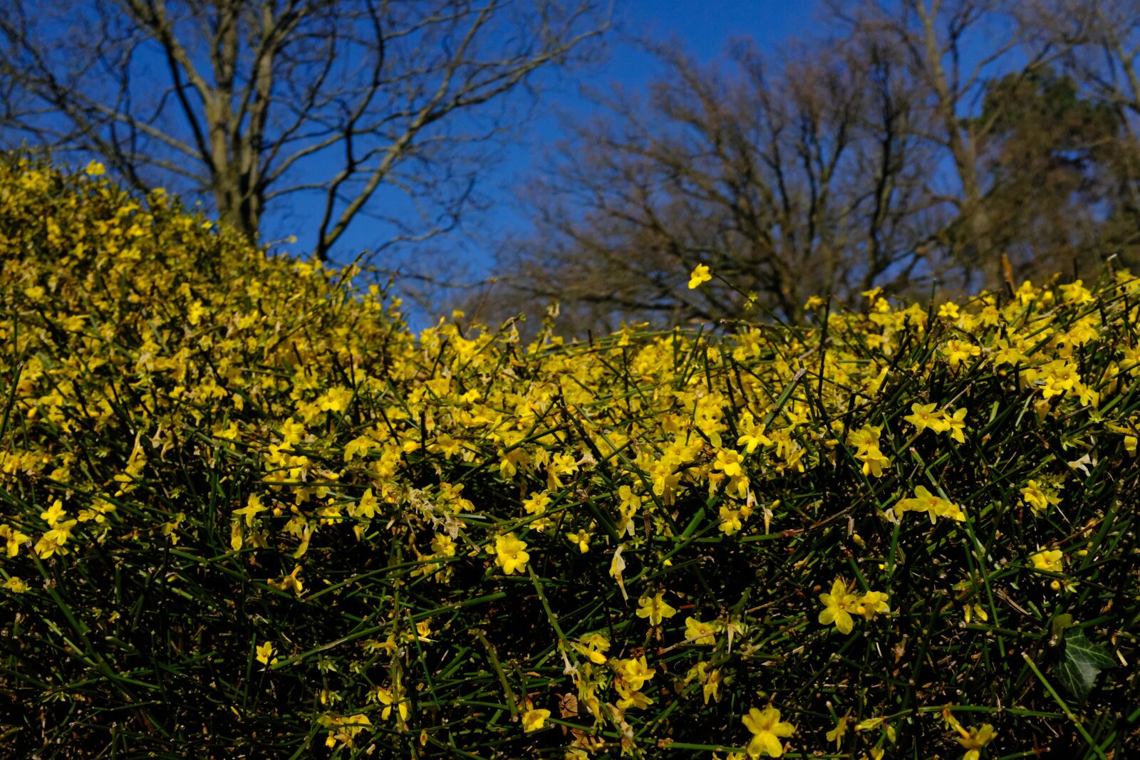 Fujifilm X100F sample photo. Nature, plant, flower photography