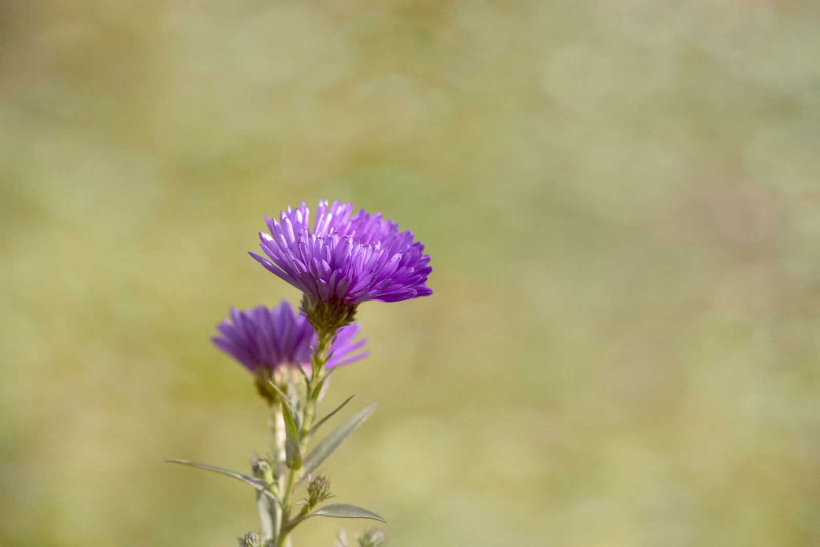 Nikon D750 sample photo. Asters, herbstastern, fall asters photography