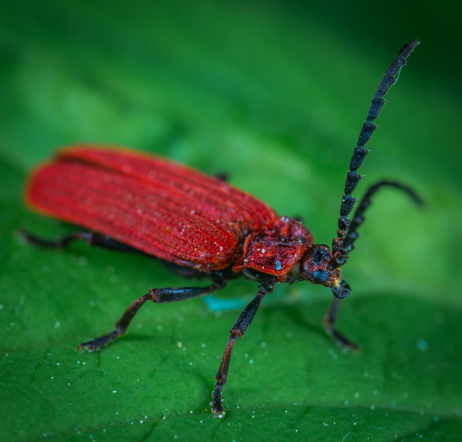 Sony a7R II sample photo. Beetle, insect, macro photography