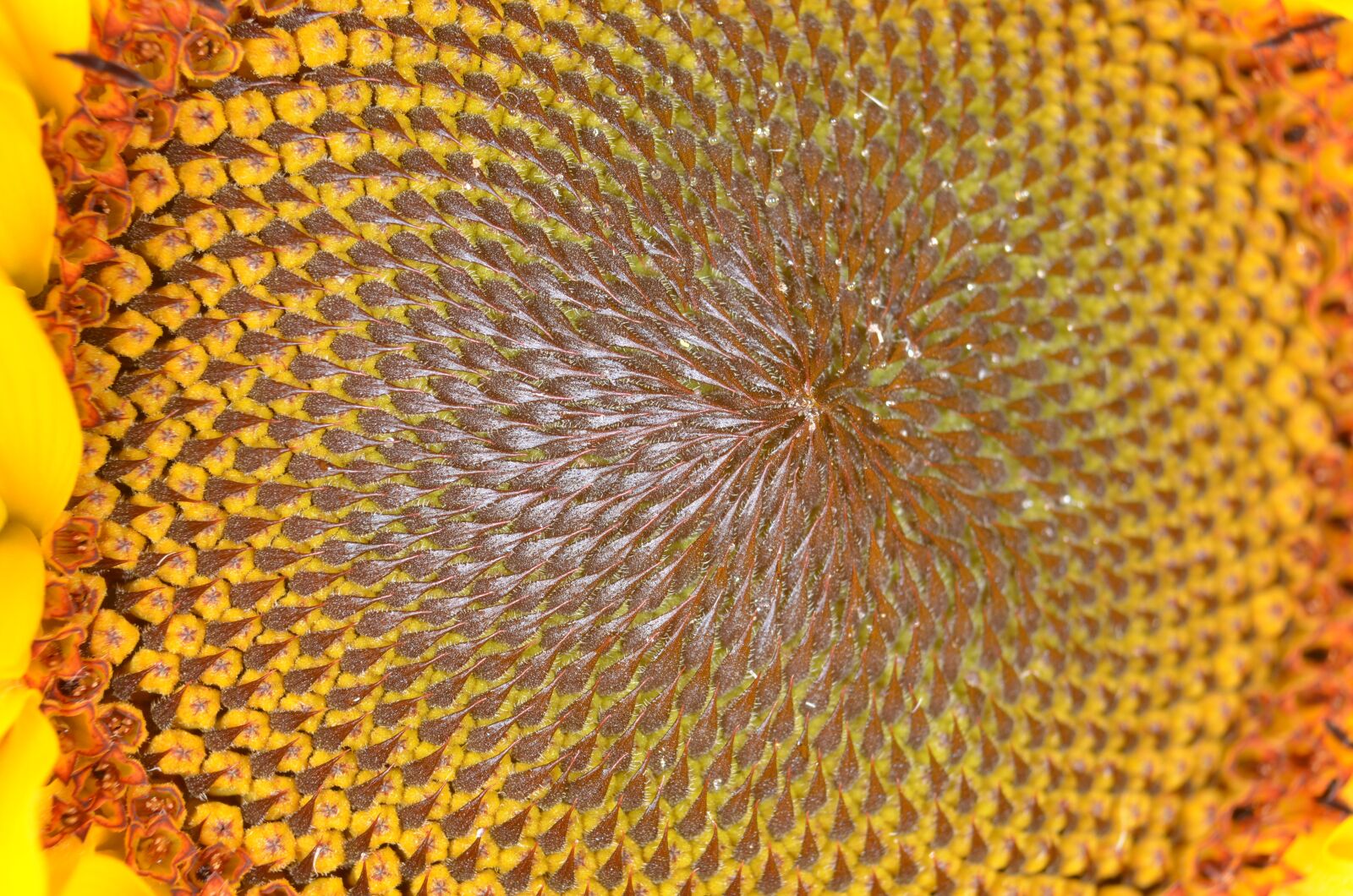 Nikon D5100 sample photo. Sunflower, summer, yellow photography