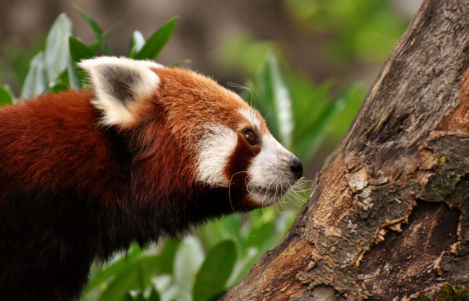 Nikon D7200 sample photo. Panda, red panda, bear photography