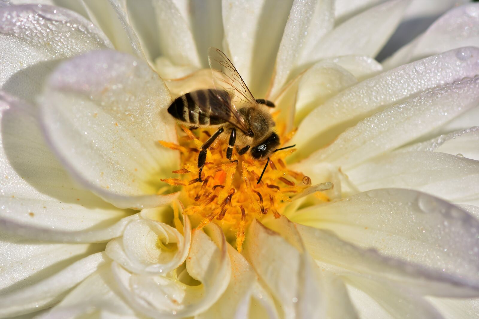 Nikon D7200 sample photo. Dahlia, blossom, bloom photography