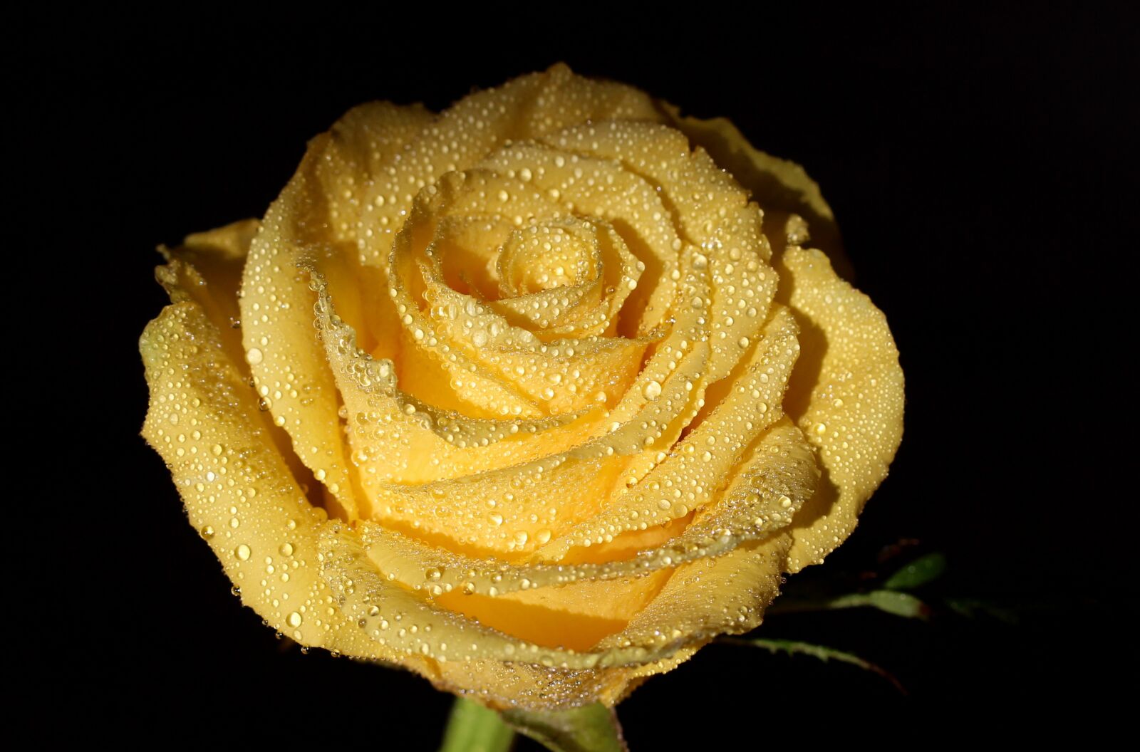 Canon EOS 700D (EOS Rebel T5i / EOS Kiss X7i) sample photo. Rose, yellow, dew photography