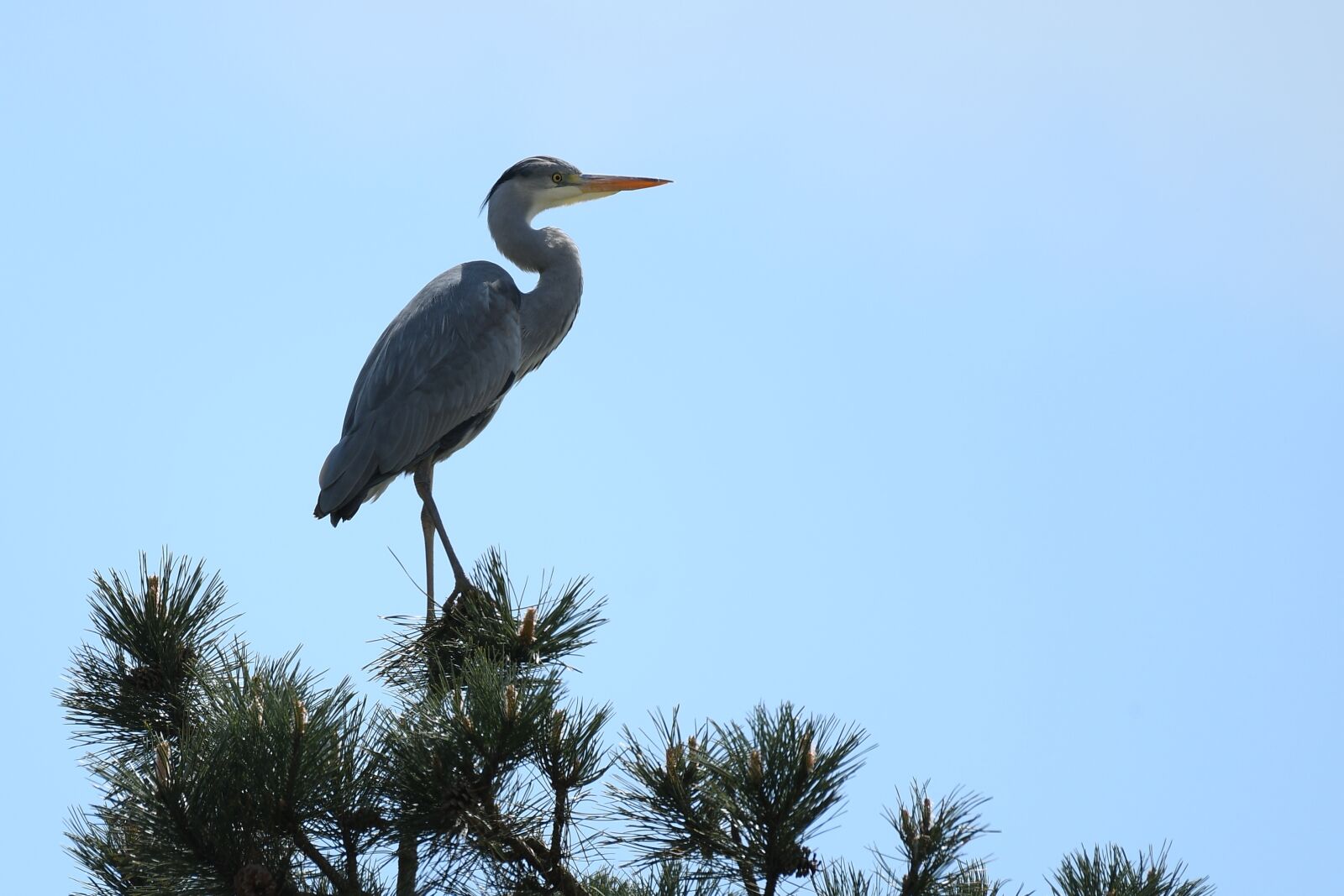 Nikon D500 sample photo. Grey heron, tree, viewpoint photography