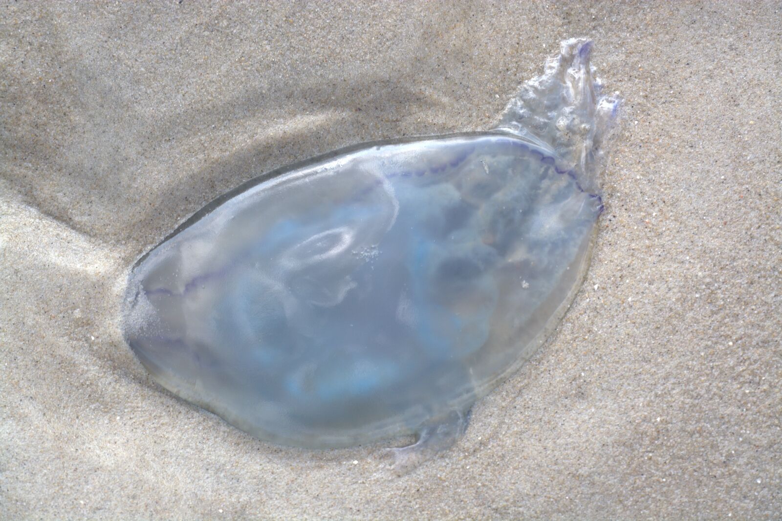Nikon D5200 sample photo. Jellyfish, gelatinous, animal photography