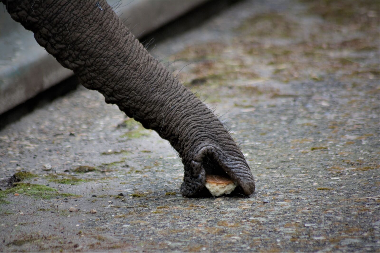 Nikon D5200 sample photo. Elephant, close up, the photography