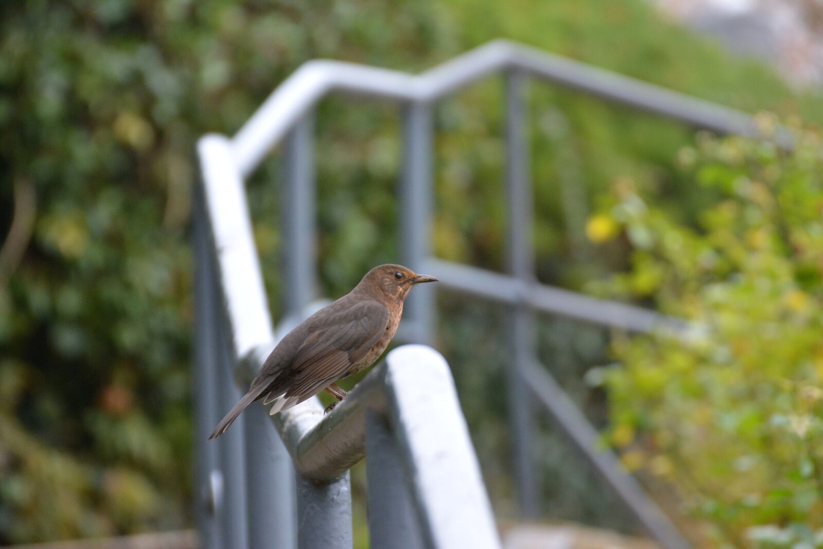 Nikon D5200 sample photo. Blackbird, bird, female photography