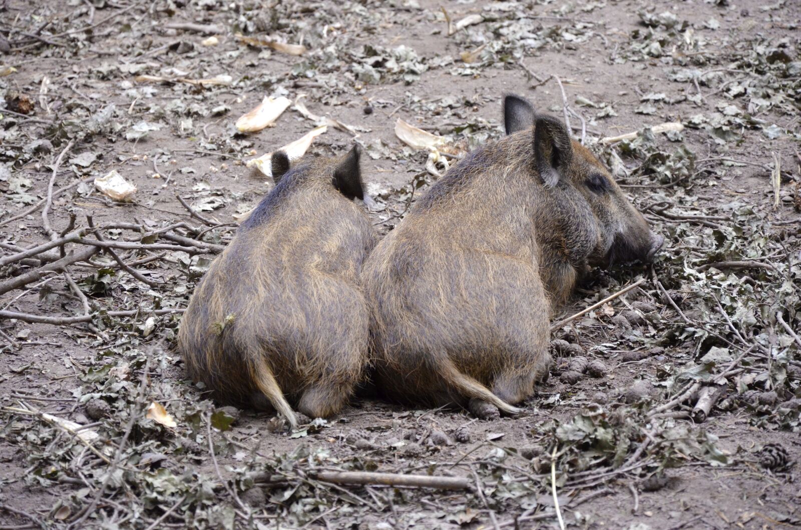 Nikon D5100 sample photo. Wild boars, little pig photography