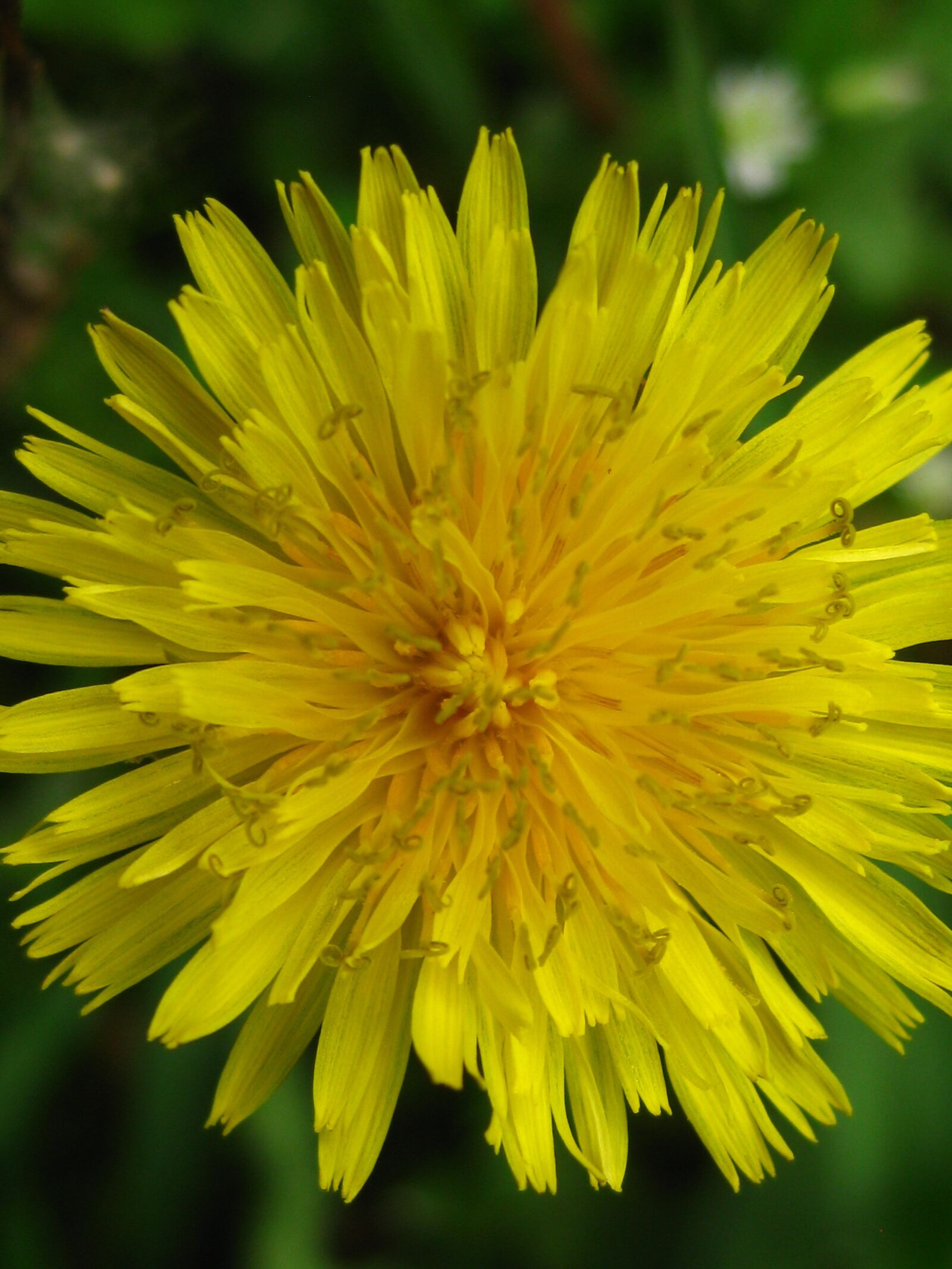 Canon PowerShot SD1100 IS (Digital IXUS 80 IS / IXY Digital 20 IS) sample photo. Nature, flower, yellow photography