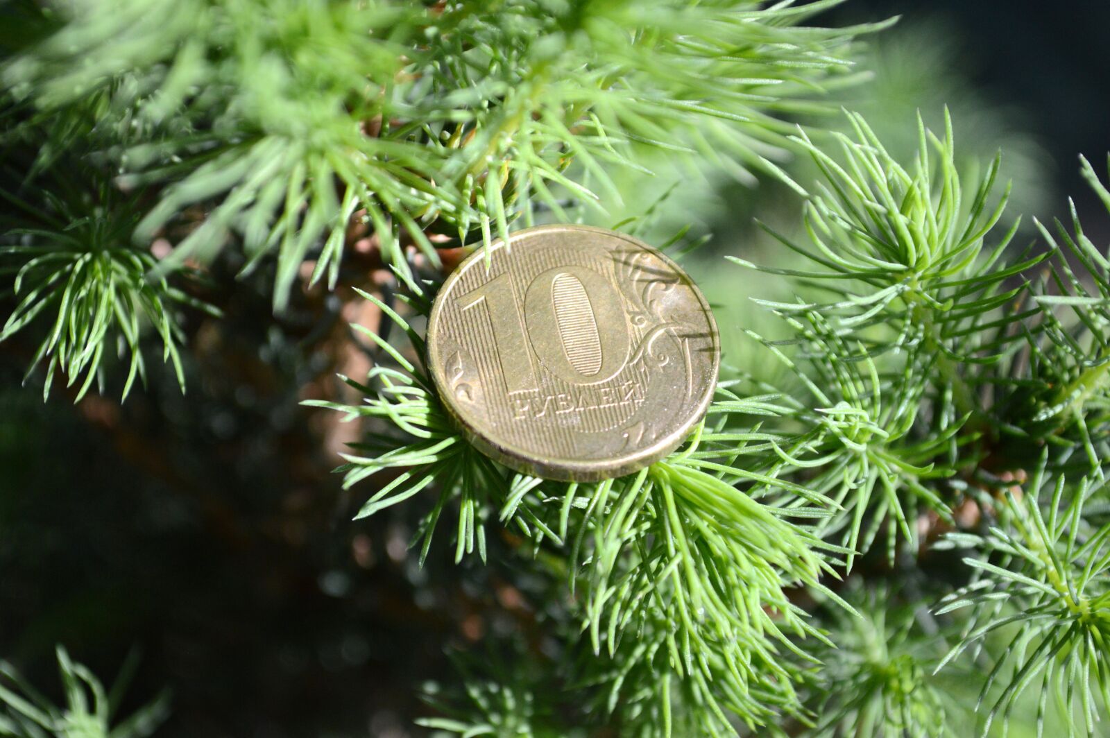 Nikon D3200 sample photo. Tree, plant, pine photography