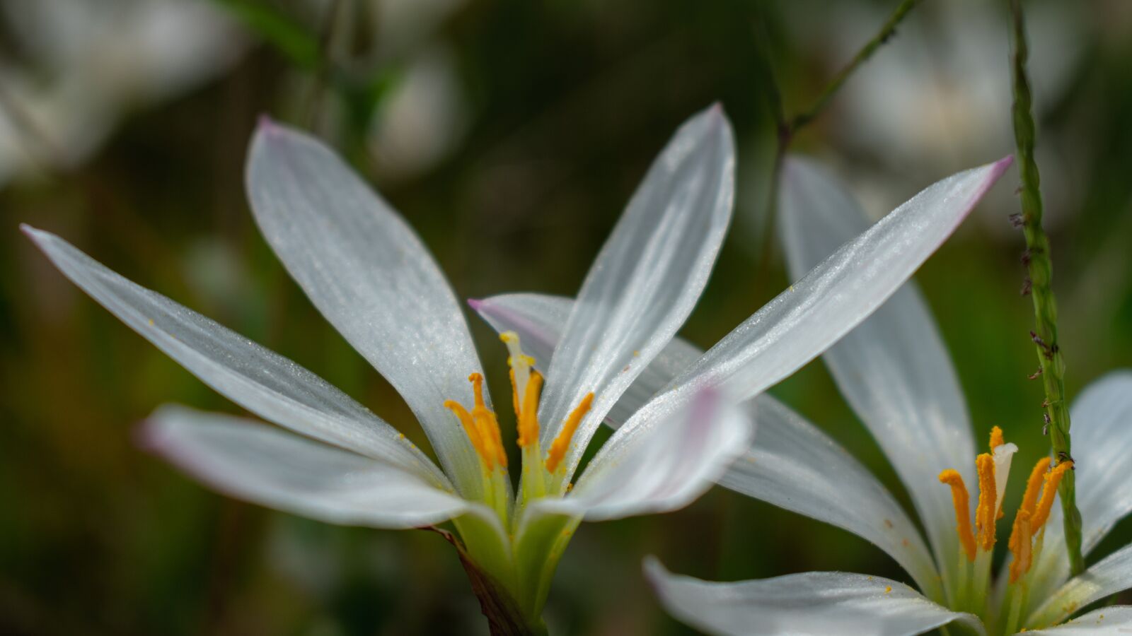 Nikon D3400 sample photo. Rain lily, stormy blue photography