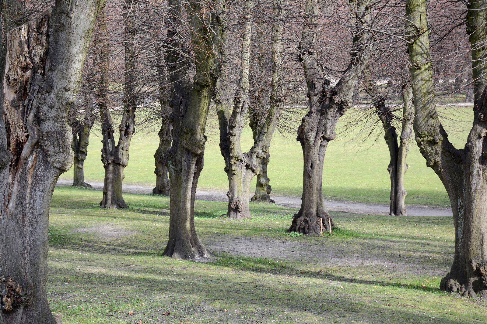 Nikon D7100 sample photo. Tree, green, nature photography