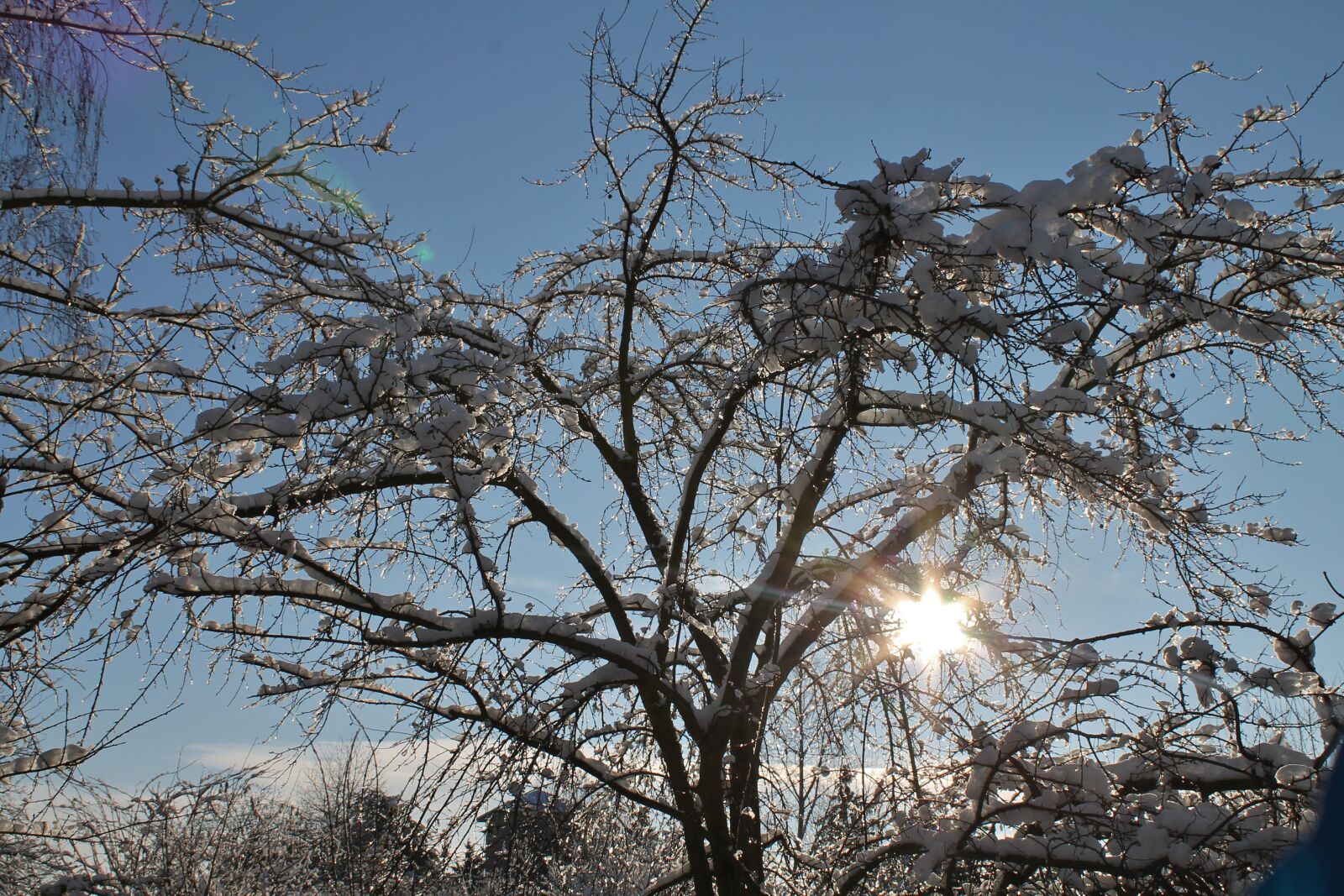 Canon EOS 1100D (EOS Rebel T3 / EOS Kiss X50) sample photo. Winter, snow, tree in photography