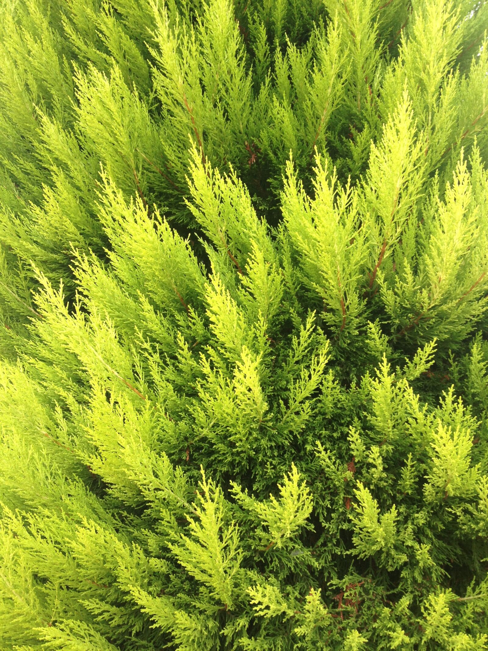 iPhone 4S back camera 4.28mm f/2.4 sample photo. Plants, nature, summer photography
