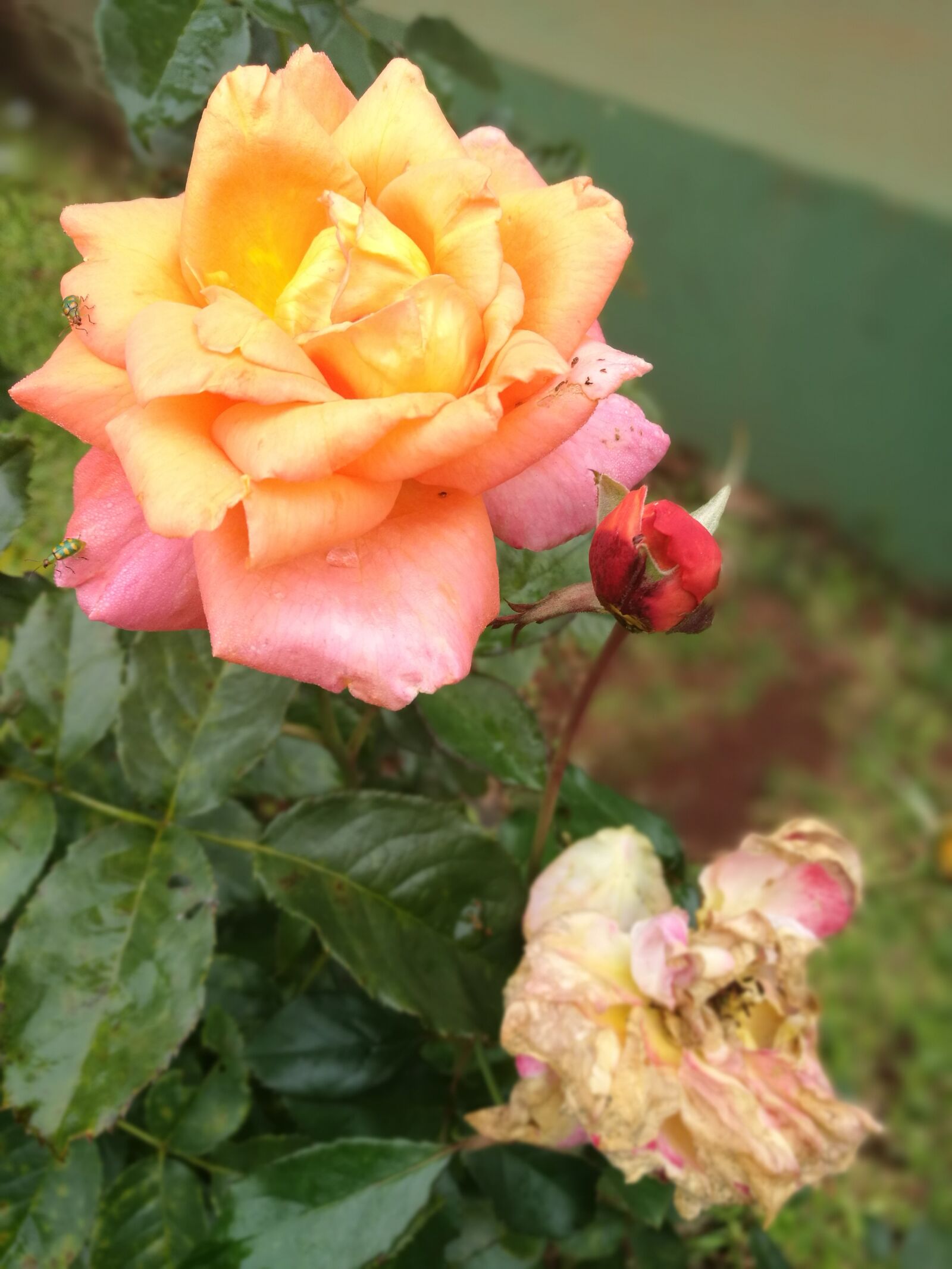 HUAWEI P9 sample photo. Roses, margaritas, flowers photography