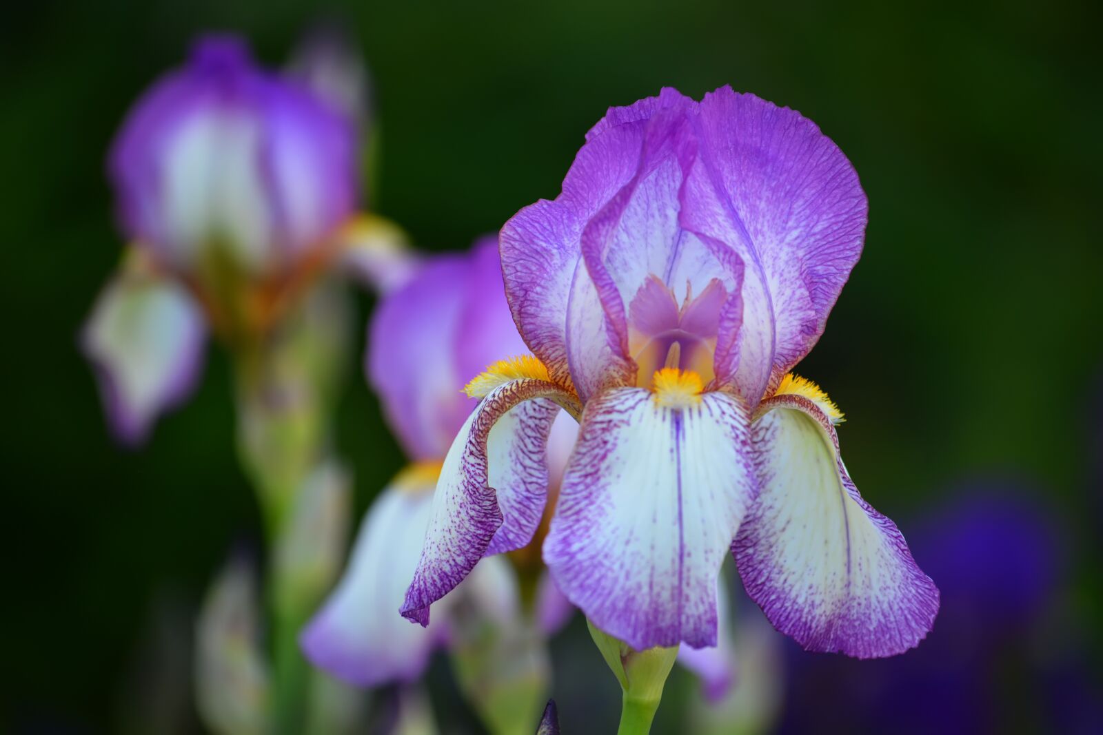 Nikon D5200 sample photo. Irises, violet, may photography
